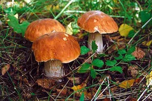 Радиация в грибах гомельщины превышает допустимый уровень в 30 раз