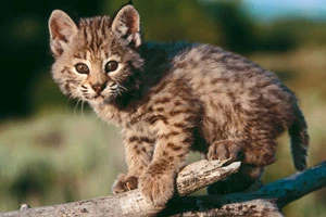 Мингорисполком не желает выделить помещение для организации по защите животных