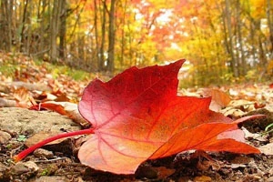 В Беларусь придет глубокая осень