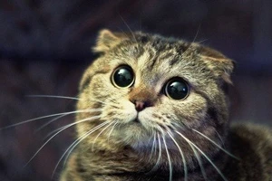 БХД: за насилие над домашними животными ответственность несет лично Лукашенко