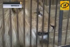 Новый житель витебского зоопарка — лев Куат