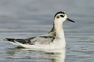 Новый вид птиц зарегистрирован на территории Беларуси